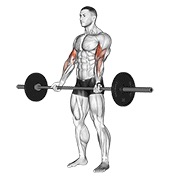 ท่า Barbell Curl
