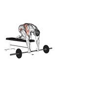 ท่า Barbell Rollerout From Bench