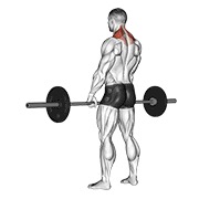 ท่า Barbell Shrug