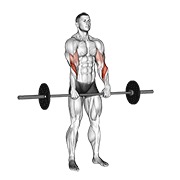 ท่า Barbell Standing Reverse Grip Curl