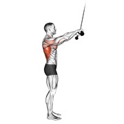 ท่า Cable Pushdown (straight Arm) V. 2