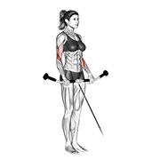 ท่า Cable Reverse Curl