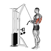 ท่า Cable Reverse-grip Pushdown
