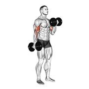 ท่า Dumbbell Alternate Biceps Curl