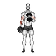 ท่า Dumbbell Cross Body Hammer Curl