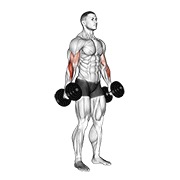ท่า Dumbbell Hammer Curl V. 2