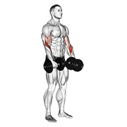 ท่า Dumbbell Revers Grip Biceps Curl