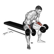 ท่า Dumbbell Seated Palms Up Wrist Curl