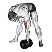 ท่า Dumbbell Standing Concentration Curl