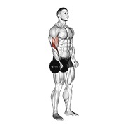ท่า Dumbbell Standing One Arm Reverse Curl