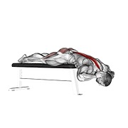 ท่า Hyperextension (on Bench)