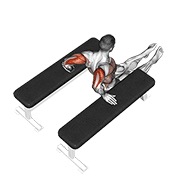 ท่า Triceps Dip (between Benches)
