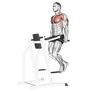 ท่า Triceps Dip