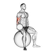 ท่า Weighted Seated Bicep Curl (on Stability Ball)