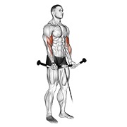 ท่า Cable Curl