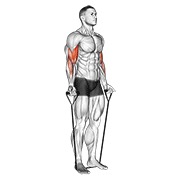 ท่า Band Alternating Biceps Curl