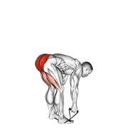 ท่า Band Stiff Leg Deadlift