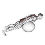 ท่า Exercise Ball Back Extension With Rotation