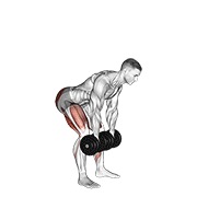 ท่า Dumbbell Romanian Deadlift