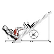 ท่า Sled 45° Leg Press (side Pov)