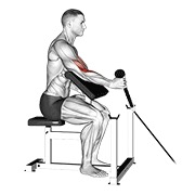 ท่า Cable Rope One Arm Hammer Preacher Curl