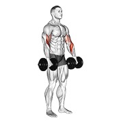 ท่า Dumbbell Biceps Curl Reverse