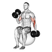 ท่า Dumbbell Seated Alternate Hammer Curl On Exercise Ball