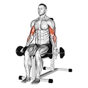 ท่า Dumbbell Seated Bicep Curl