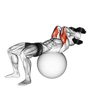 ท่า Exercise Ball Supine Triceps Extension