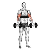 ท่า Dumbbell Biceps Curl (with Arm Blaster)