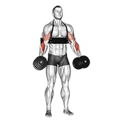 ท่า Dumbbell Hammer Curls (with Arm Blaster)