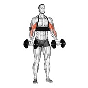 ท่า Dumbbell Alternate Biceps Curl (with Arm Blaster)