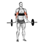 ท่า Ez-bar Biceps Curl (with Arm Blaster)