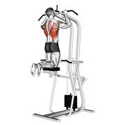ภาพเคลื่อนไหวสาธิตท่า Assisted Pull-up เน้นกล้ามเนื้อปีกหลัง (แลตส์)