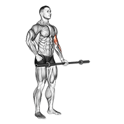 ภาพเคลื่อนไหวสาธิตท่า Barbell Alternate Biceps Curl เน้นกล้ามเนื้อกล้ามเนื้อหน้าแขน (ไบเซปส์)