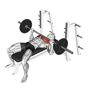 ภาพเคลื่อนไหวสาธิตท่า Barbell Bench Press เน้นกล้ามเนื้อกล้ามเนื้อหน้าอก