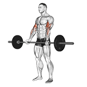 ภาพเคลื่อนไหวสาธิตท่า Barbell Curl เน้นกล้ามเนื้อกล้ามเนื้อหน้าแขน (ไบเซปส์)