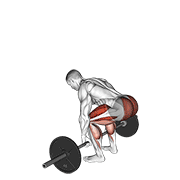 ภาพเคลื่อนไหวสาธิตท่า Barbell Deadlift เน้นกล้ามเนื้อกล้ามเนื้อก้น
