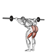 ภาพเคลื่อนไหวสาธิตท่า Barbell Good Morning เน้นกล้ามเนื้อต้นขาด้านหลัง (แฮมสตริง)