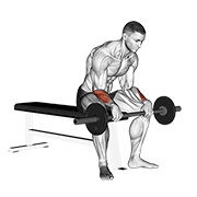 ภาพเคลื่อนไหวสาธิตท่า Barbell Revers Wrist Curl V. 2 เน้นกล้ามเนื้อแขนท่อนล่าง