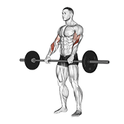 ภาพเคลื่อนไหวสาธิตท่า Barbell Reverse Curl เน้นกล้ามเนื้อกล้ามเนื้อหน้าแขน (ไบเซปส์)