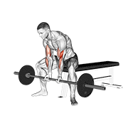 ภาพเคลื่อนไหวสาธิตท่า Barbell Seated Close-grip Concentration Curl เน้นกล้ามเนื้อกล้ามเนื้อหน้าแขน (ไบเซปส์)