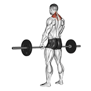 ภาพเคลื่อนไหวสาธิตท่า Barbell Shrug เน้นกล้ามเนื้อกล้ามเนื้อบ่า (แทรปส์)
