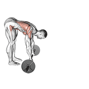 ภาพเคลื่อนไหวสาธิตท่า Barbell Standing Ab Rollerout เน้นกล้ามเนื้อหน้าท้อง