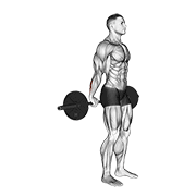 ภาพเคลื่อนไหวสาธิตท่า Barbell Standing Back Wrist Curl เน้นกล้ามเนื้อแขนท่อนล่าง