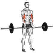 ภาพเคลื่อนไหวสาธิตท่า Barbell Standing Close Grip Curl เน้นกล้ามเนื้อกล้ามเนื้อหน้าแขน (ไบเซปส์)