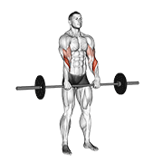 ภาพเคลื่อนไหวสาธิตท่า Barbell Standing Reverse Grip Curl เน้นกล้ามเนื้อกล้ามเนื้อหน้าแขน (ไบเซปส์)
