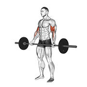 ภาพเคลื่อนไหวสาธิตท่า Barbell Standing Wide-grip Curl เน้นกล้ามเนื้อกล้ามเนื้อหน้าแขน (ไบเซปส์)