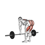ภาพเคลื่อนไหวสาธิตท่า Barbell Straight Leg Deadlift เน้นกล้ามเนื้อต้นขาด้านหลัง (แฮมสตริง)