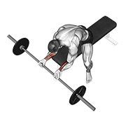 ภาพเคลื่อนไหวสาธิตท่า Barbell Wrist Curl เน้นกล้ามเนื้อแขนท่อนล่าง